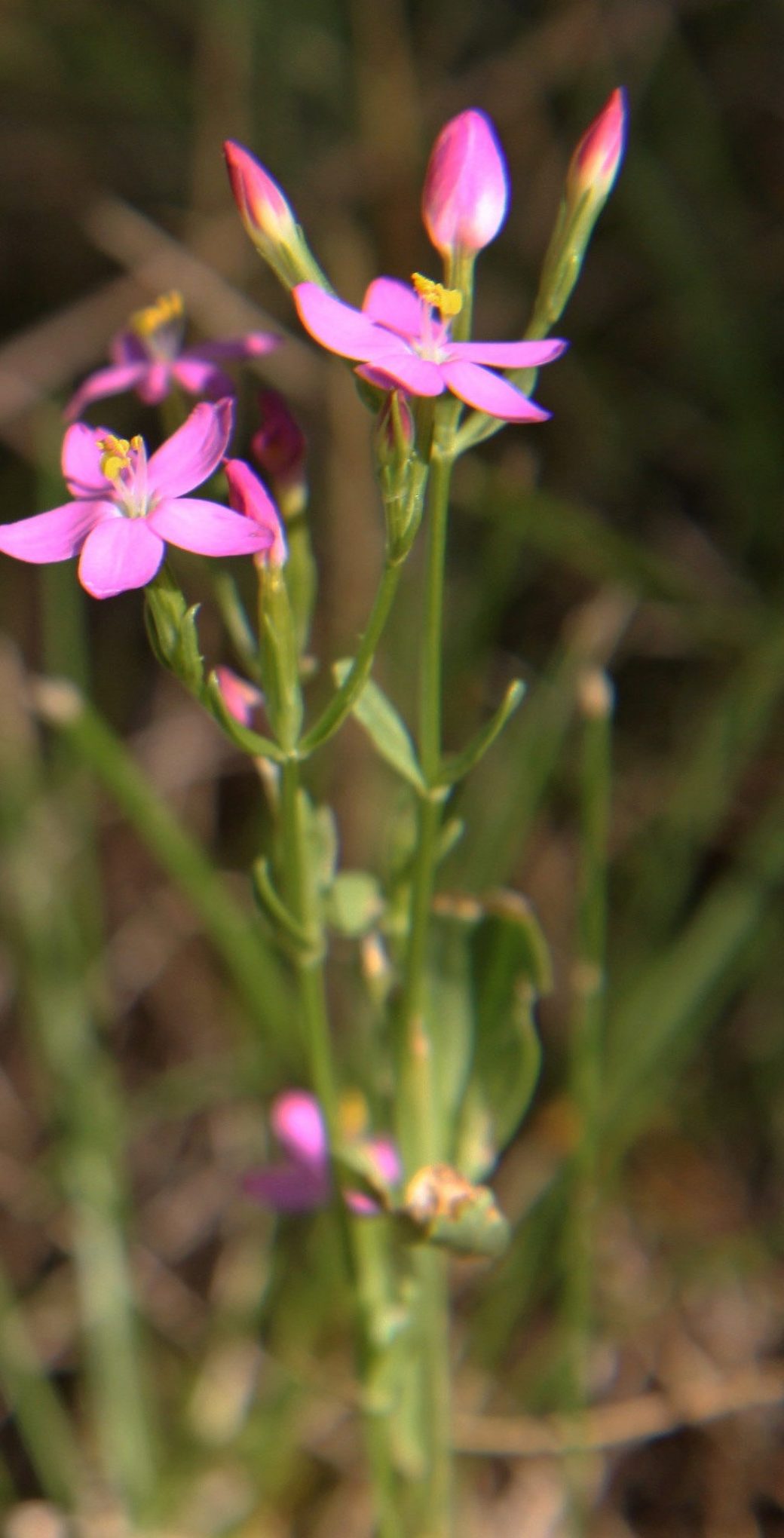 centaury centaury